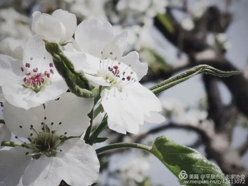 白玫瑰花传递爱与纯洁之美，象征着纯洁无瑕的爱情