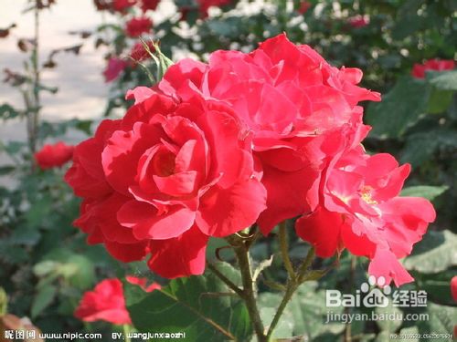 月季花：五颜六色，鲜艳夺目