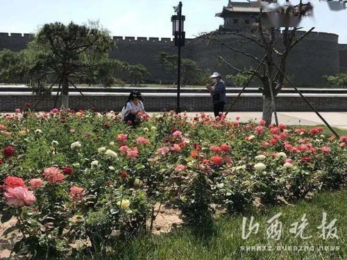 养护得当，让月季花开得梗美丽