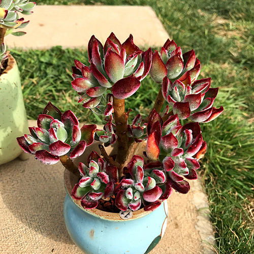 耐旱、 抗冻、不娇气