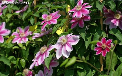 秋天铁线莲怎么开花？开花条件有哪些