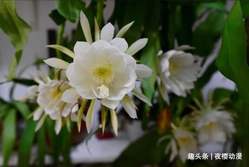 养殖业新宠：掌握假昙花的开花时机，提升畜牧效益！