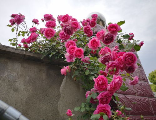 藤本月季的玩法与选择