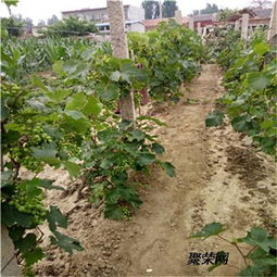 种植阳光玫瑰：一亩地投资大揭秘