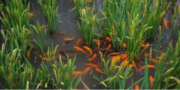 芦苇：暴雨中的坚强战士