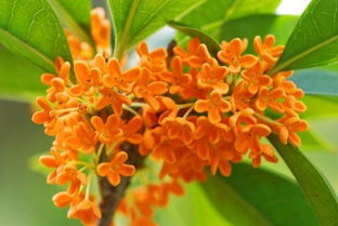 桂花种植的奇妙方法