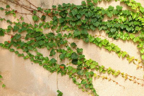 灯管，那个亮亮的