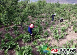 果树下套种中药材， 注意这些事项