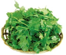 香菜如何正确种植？详细讲解香菜的种植方法和步骤