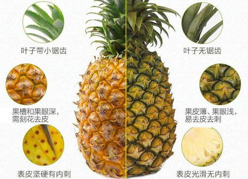 菠萝和凤梨傻傻分不清？一张图教你轻松区分