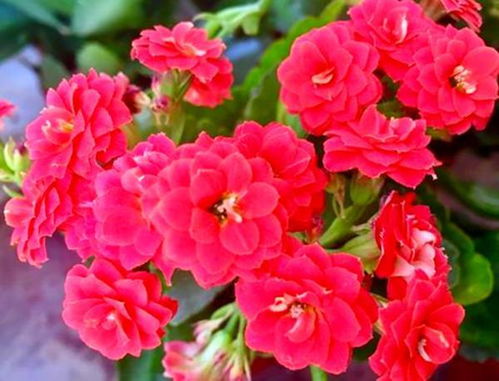 宫灯长寿花：冬日窗前的暖意明灯