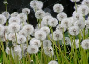 黄鹌菜是花，蒲公英是草