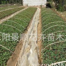 月季小苗价格， 便宜到让人心动