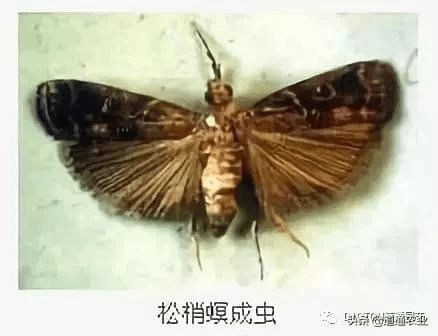 松树的顽疾：松梢螟的威胁