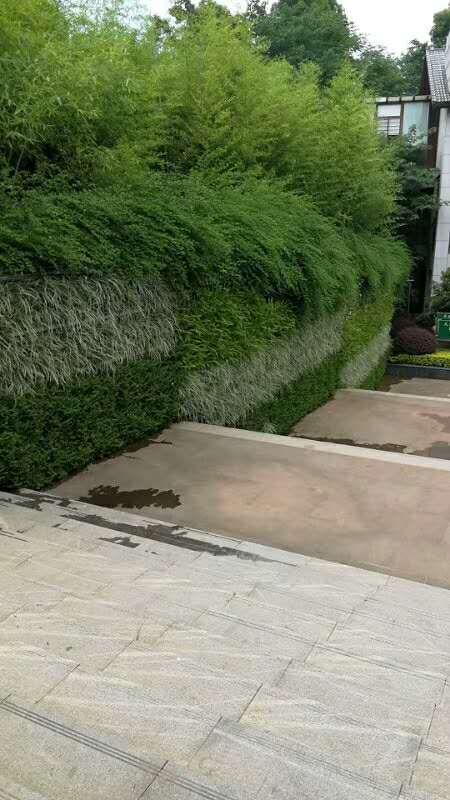 绿肥植物， 土壤的守护者