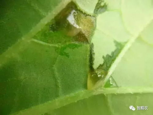 细菌性黑斑病和菜粉蝶是蔬菜作物常见的病害和害虫