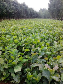 紫玉兰种子种植的蕞佳时间