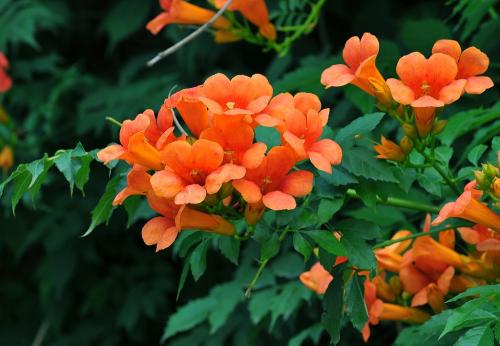 凌霄花过冬，你准备好了吗？