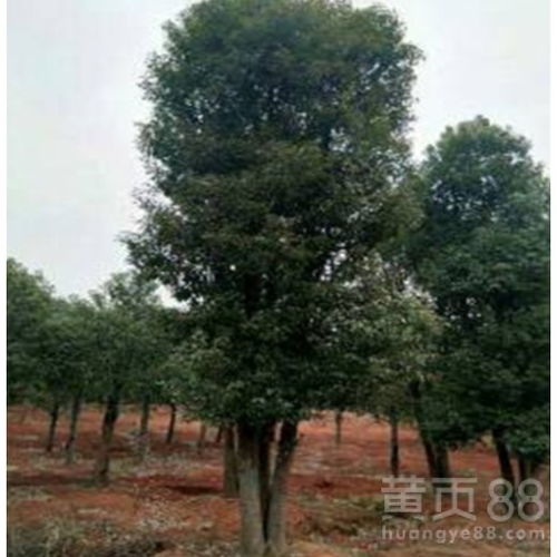 丛生香樟的生态环境和文化价值有哪些