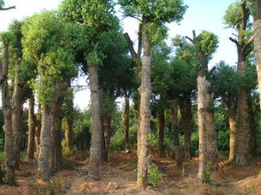 非正常季节移栽， 有技巧