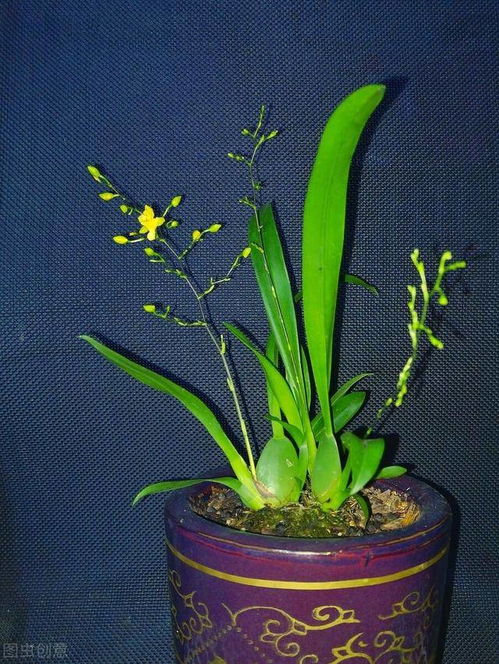香花好养室内种什么？