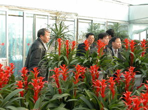 花农的辛勤与喜悦