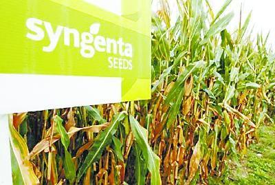 先正达南通的转基因作物， 环境影响的疑云重重