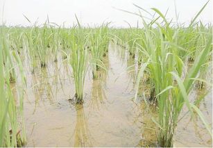 红豆地除草剂吉林红豆除草剂会对红豆植株造成伤害吗？