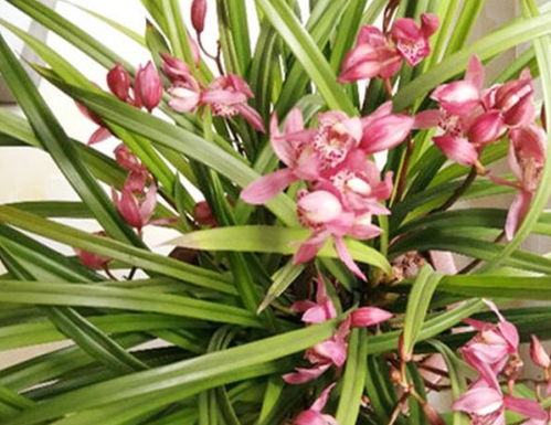 如何辨别兰花幼苗的壮弱