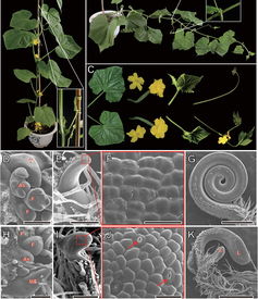 植物病原学的研究与应用