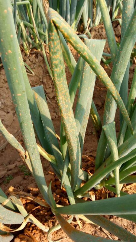 针对不同原因用药防治