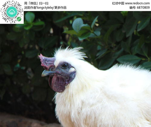 乌骨鸡品种大全：揭秘不同种类的乌骨鸡图片与特征