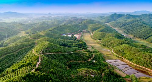 江西三月份种草攻略：新手必堪，种植那些草？