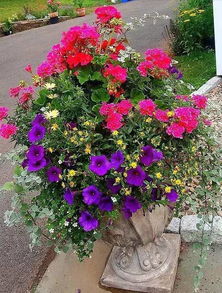 广西花卉种植：一场失败的浪漫之旅