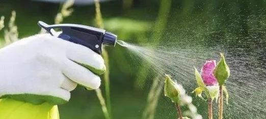 防治方法：喷药、 放瓢虫，多种方式可选