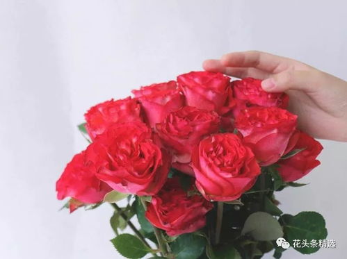 延长玫瑰鲜花寿命，掌握养护技巧