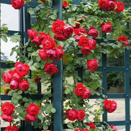 秋季牵引的注意事项