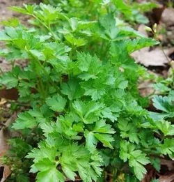 香草室内养殖， 打造家中自然小天地