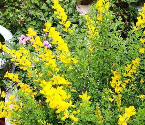 夏日爆花机器：太阳花