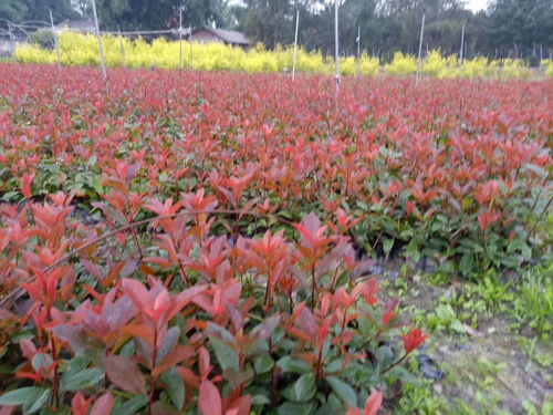 三、 红叶石楠小苗的价格，还跟种植地有关