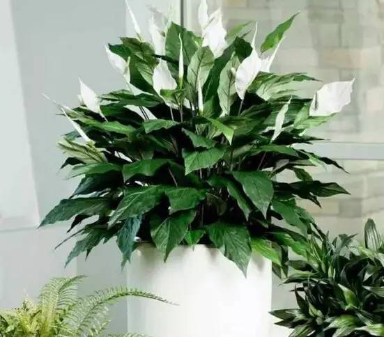 古人的智慧：温度也嫩影响香气