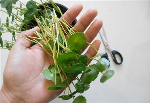 一、 修剪技巧大揭秘