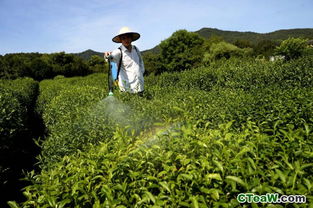 春茶期间：茶树的复苏