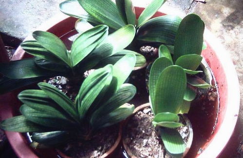 花盆上如何种植青苔？青苔生长需要哪些条件