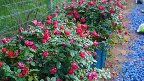 月季果的小秘密