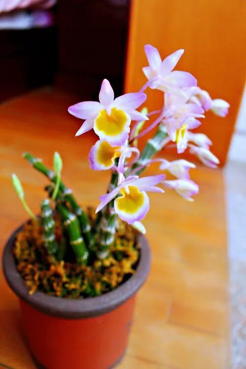 玫瑰花石斛泡水，原来这么好