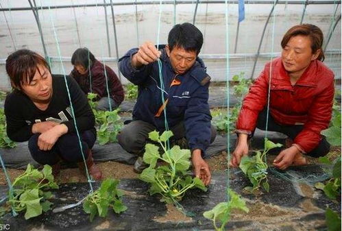 春天种植，哪种蔬菜长势旺盛，收成满载？