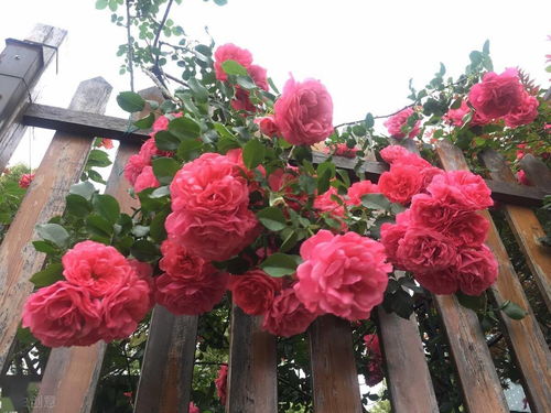 品种繁多， 各有特色