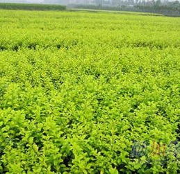 沭阳苗木供应商大盘点