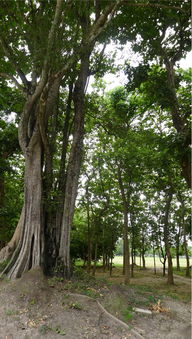 槐树：绿意盎然的树冠